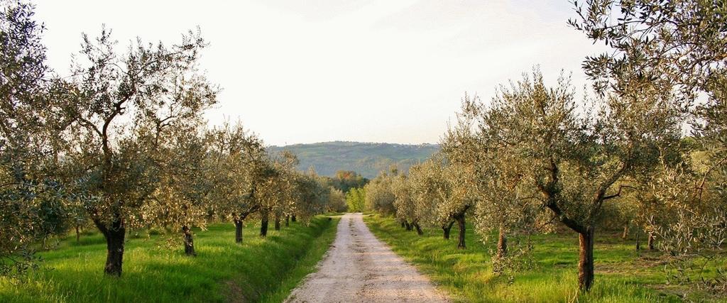 Podere Le Corone Villa Monte Castello di Vibio Buitenkant foto